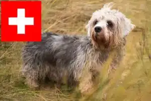 Mehr über den Artikel erfahren Dandie Dinmont Terrier Züchter und Welpen in der Schweiz