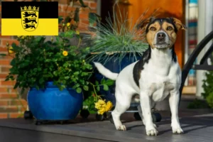 Mehr über den Artikel erfahren Danish-Swedish Farmdog Züchter und Welpen in Baden-Württemberg