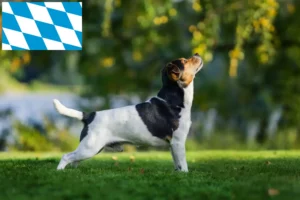 Mehr über den Artikel erfahren Danish-Swedish Farmdog Züchter und Welpen in Bayern