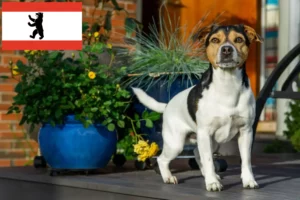 Mehr über den Artikel erfahren Danish-Swedish Farmdog Züchter und Welpen in Berlin