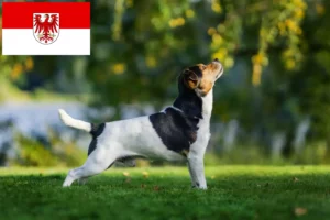 Mehr über den Artikel erfahren Danish-Swedish Farmdog Züchter und Welpen in Brandenburg