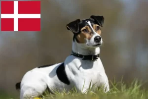 Mehr über den Artikel erfahren Danish-Swedish Farmdog Züchter und Welpen in Dänemark