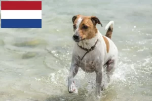 Mehr über den Artikel erfahren Danish-Swedish Farmdog Züchter und Welpen in den Niederlanden
