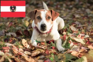 Mehr über den Artikel erfahren Danish-Swedish Farmdog Züchter und Welpen in Österreich