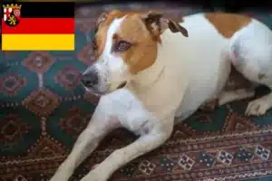 Mehr über den Artikel erfahren Danish-Swedish Farmdog Züchter und Welpen in Rheinland-Pfalz