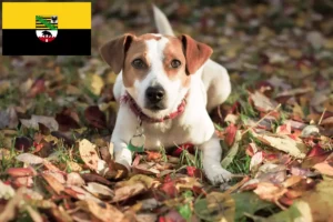 Mehr über den Artikel erfahren Danish-Swedish Farmdog Züchter und Welpen in Sachsen-Anhalt