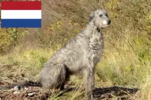 Mehr über den Artikel erfahren Deerhound Züchter und Welpen in den Niederlanden