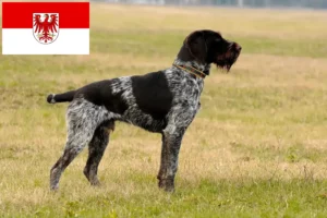 Mehr über den Artikel erfahren Deutsch Drahthaar Züchter und Welpen in Brandenburg