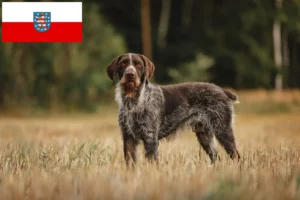 Mehr über den Artikel erfahren Deutsch Drahthaar Züchter und Welpen in Thüringen