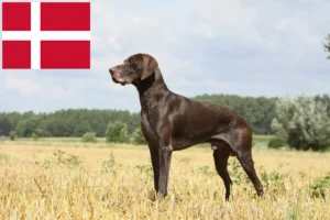 Mehr über den Artikel erfahren Deutsch Kurzhaar Züchter und Welpen in Dänemark
