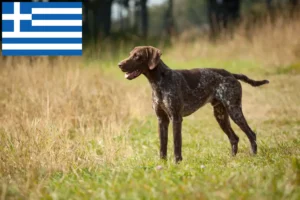 Mehr über den Artikel erfahren Deutsch Kurzhaar Züchter und Welpen in Griechenland