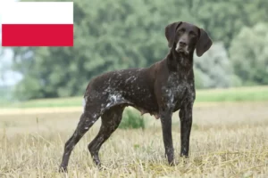 Mehr über den Artikel erfahren Deutsch Kurzhaar Züchter und Welpen in Polen