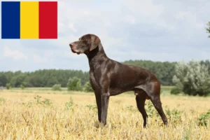 Mehr über den Artikel erfahren Deutsch Kurzhaar Züchter und Welpen in Rumänien