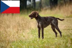 Mehr über den Artikel erfahren Deutsch Kurzhaar Züchter und Welpen in Tschechien