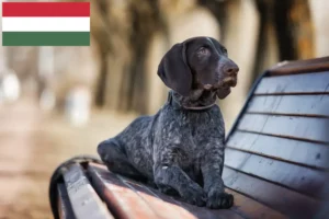 Mehr über den Artikel erfahren Deutsch Kurzhaar Züchter und Welpen in Ungarn