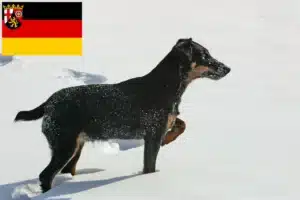 Mehr über den Artikel erfahren Deutscher Jagdterrier Züchter und Welpen in Rheinland-Pfalz