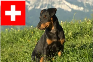 Mehr über den Artikel erfahren Deutscher Jagdterrier Züchter und Welpen in der Schweiz