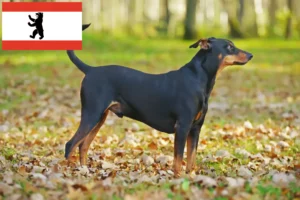 Mehr über den Artikel erfahren Deutscher Pinscher Züchter und Welpen in Berlin