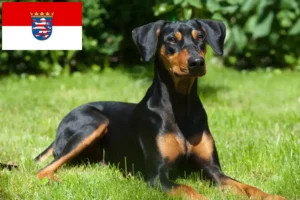 Mehr über den Artikel erfahren Deutscher Pinscher Züchter und Welpen in Hessen