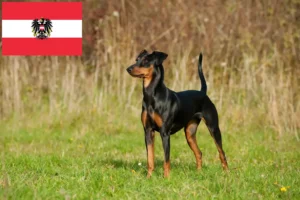 Mehr über den Artikel erfahren Deutscher Pinscher Züchter und Welpen in Österreich