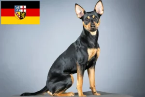 Mehr über den Artikel erfahren Deutscher Pinscher Züchter und Welpen im Saarland