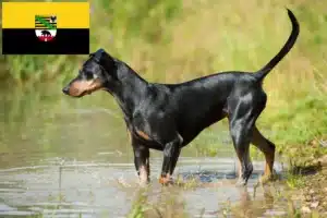 Mehr über den Artikel erfahren Deutscher Pinscher Züchter und Welpen in Sachsen-Anhalt