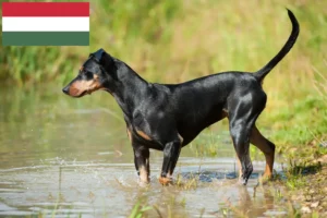 Mehr über den Artikel erfahren Deutscher Pinscher Züchter und Welpen in Ungarn