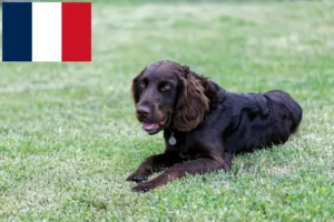 Mehr über den Artikel erfahren Deutscher Wachtelhund Züchter und Welpen in Frankreich