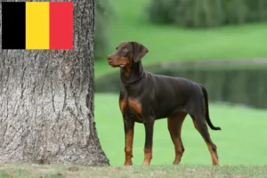 Mehr über den Artikel erfahren Dobermann Züchter und Welpen in Belgien