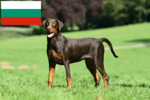 Mehr über den Artikel erfahren Dobermann Züchter und Welpen in Bulgarien