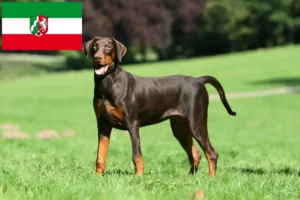 Mehr über den Artikel erfahren Dobermann Züchter und Welpen in Nordrhein-Westfalen