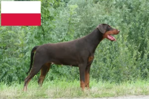 Mehr über den Artikel erfahren Dobermann Züchter und Welpen in Polen