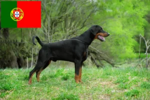 Mehr über den Artikel erfahren Dobermann Züchter und Welpen in Portugal