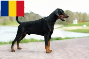 Mehr über den Artikel erfahren Dobermann Züchter und Welpen in Rumänien