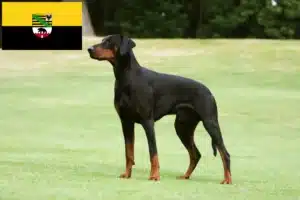 Mehr über den Artikel erfahren Dobermann Züchter und Welpen in Sachsen-Anhalt