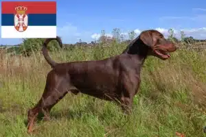 Mehr über den Artikel erfahren Dobermann Züchter und Welpen in Serbien