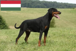 Mehr über den Artikel erfahren Dobermann Züchter und Welpen in Ungarn