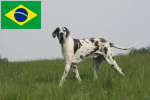 Read more about the article Dogge Züchter und Welpen in Brasilien