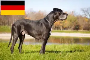 Mehr über den Artikel erfahren Dogge Züchter und Welpen in Deutschland