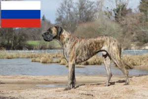 Read more about the article Dogge Züchter und Welpen in Russland