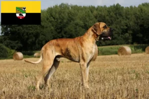 Mehr über den Artikel erfahren Dogge Züchter und Welpen in Sachsen-Anhalt