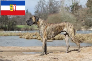 Mehr über den Artikel erfahren Dogge Züchter und Welpen in Schleswig-Holstein