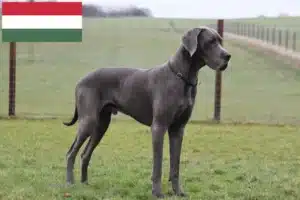 Mehr über den Artikel erfahren Dogge Züchter und Welpen in Ungarn