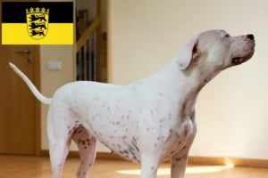 Mehr über den Artikel erfahren Dogo Argentino Züchter und Welpen in Baden-Württemberg