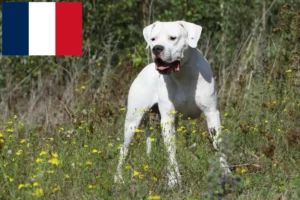 Mehr über den Artikel erfahren Dogo Argentino Züchter und Welpen in Frankreich