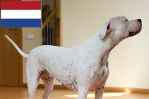 Mehr über den Artikel erfahren Dogo Argentino Züchter und Welpen in den Niederlanden