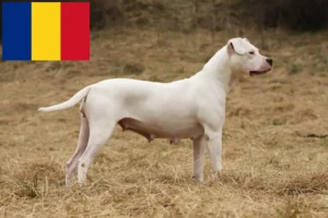 Mehr über den Artikel erfahren Dogo Argentino Züchter und Welpen in Rumänien