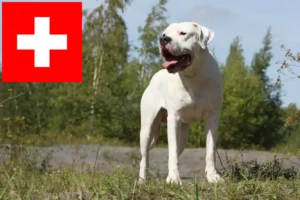 Mehr über den Artikel erfahren Dogo Argentino Züchter und Welpen in der Schweiz