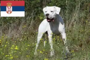 Mehr über den Artikel erfahren Dogo Argentino Züchter und Welpen in Serbien