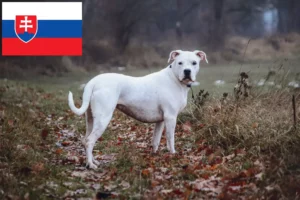 Mehr über den Artikel erfahren Dogo Argentino Züchter und Welpen in der Slowakei